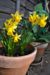 Day 10: Happy, smiley miniature daffodils in my garden