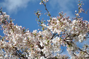 Day 13: The first blossom I've seen this year 