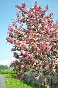 Day 58:  This gorgeous blossom tree in all it's glory in the sunshine is right outside my house - it makes me smile every time I see it