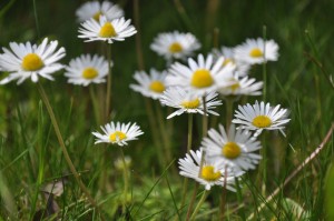 Day 62: Daisies in the sunshine.  Simple pleasures.