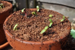 Day 69:  Sunflower shoots tentatively emerging!