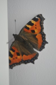 Day 128:  Rescuing this gorgeous butterfly after it flew into my lounge through an open window and couldn't find it's way out