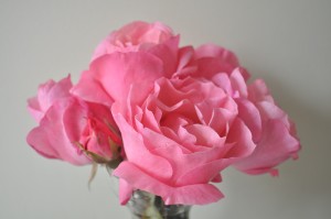 Day 132:  These gorgeous roses given to me by a lovely client