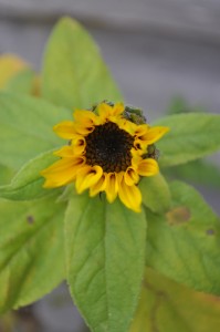 Day 194:  Ridiculously pleased that our long-neglected sunflowers have suddenly decided to begin to bloom!