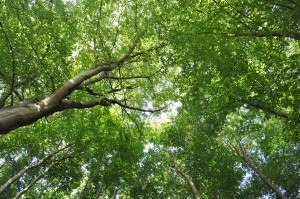 Day 202:  Felt the need otbe outside today, so I headed up to Stafford Castle for a gorgeous walk in the sunshine surrounded by fresh air and greenery.  Just look at these beautiful trees!