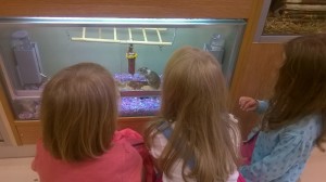 Day 180:  Popped to the shops for last minute school supplies and got coerced into visiting the pet shop too.  The joy on their faces as they watched the gerbils playing was wonderful.