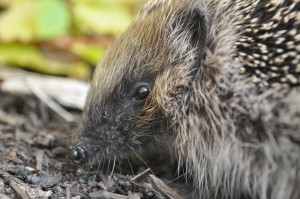 Day 207:  Discovering this friendly hedgehog on our family day out at Trentham Gardens