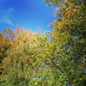 Day 226:  Enjoying the Autumn colours and sunshine on the way to pick my girls up from school.