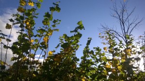Day 233:  A sunny Autumn afternoon on a day where I feel really rather poorly :(