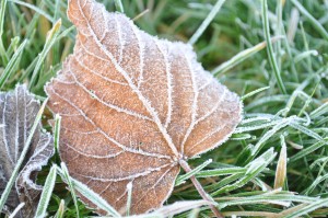 Day 264:  A gorgeously sunny and beautifully frosty morning - my favourite kind of Autumn day