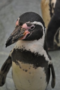 Day 269:  Seeing this cheeky penguin and his friends at Trentham Gardens