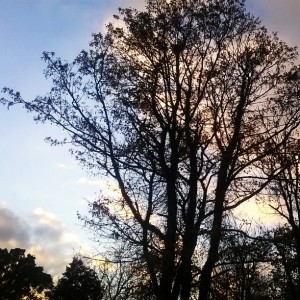 Day 258:  Now that most of the trees are skeletons, pretty skies provide the perfect backdrop for our walk home from school