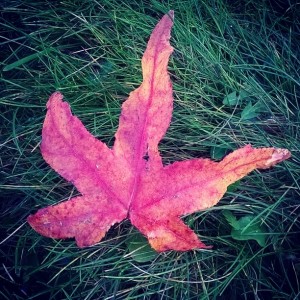 Day 257:  Finding beauty int h ordinary.  I love the contrast of this vibrant red leaf nestled on the green grass 