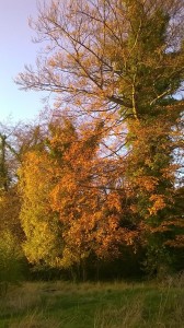 Day 251:  Gorgeous Autumn colours in the sunshine on the school run today