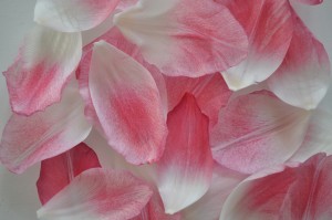 Day 314:  These gorgeously delicate tulip petals that had scattered themselves on the kitchen table