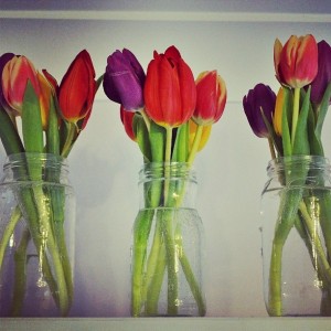 Day 331:  An inset day for the girls today, and we woke to grey skies, a cold wind and a sprinkling of snow on the ground.  WE decided to stay in and have a much-needed lazy day with these rainbow tulips to brighten us up a bit.