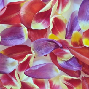 Day 335:  Tulip petals are so pretty - I had lots of fun playing with and photographing these