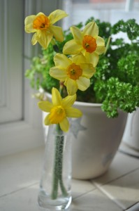 Day 399:  Getting home early from London to be given these pretty little daffodils, handpicked from our garden just for me :)
