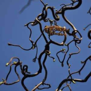 Beautifully twisting branches