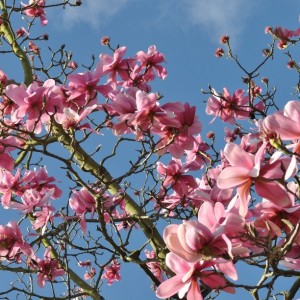 Stunning pink magnolia in full bloom