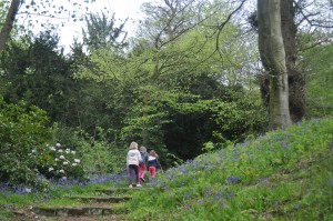 Day 425:  The girls and I went adventuring and exploring through the bluebell woods today