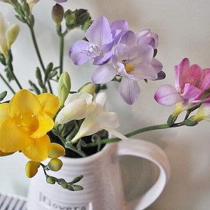 Day 426:  Some beautiful freesias to brighten up a dull and rainy start to the day.  I love how pretty ad delicate they are.