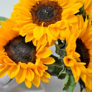 Day 485:  Happy, smiley sunflowers :)